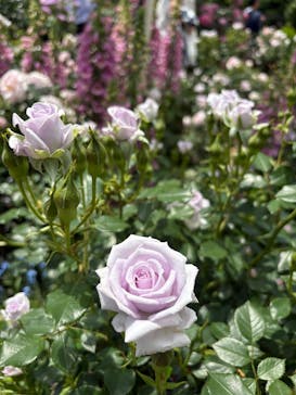 横浜イングリッシュガーデンに投稿された画像（2025/5/4）