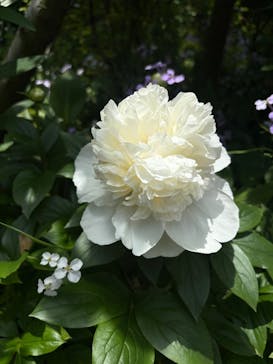 横浜イングリッシュガーデンに投稿された画像（2025/5/4）