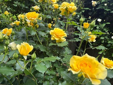 横浜イングリッシュガーデンに投稿された画像（2025/5/4）