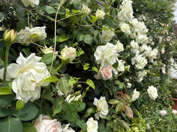 横浜イングリッシュガーデンに投稿された画像（2025/5/4）