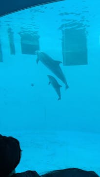 名古屋港水族館に投稿された画像（2025/5/4）