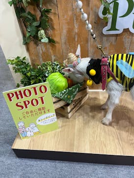 みんな大好き！！ペット王国に投稿された画像（2025/5/4）