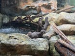 世界淡水魚園水族館　アクア・トトぎふに投稿された画像（2025/5/4）
