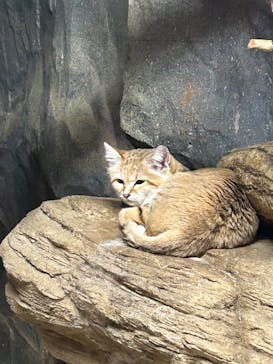 那須どうぶつ王国に投稿された画像（2025/5/4）