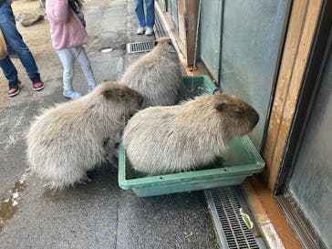 那須どうぶつ王国に投稿された画像（2025/5/4）