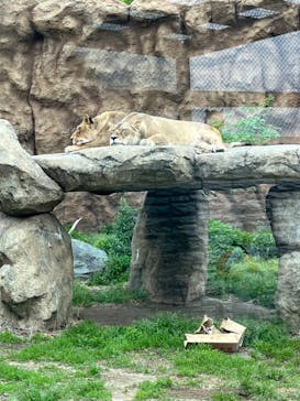 日立市かみね動物園に投稿された画像（2025/5/4）