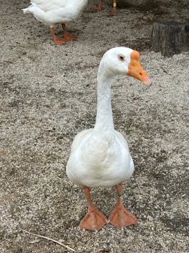 東武動物公園に投稿された画像（2025/5/4）