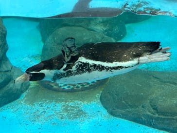 東武動物公園に投稿された画像（2025/5/4）