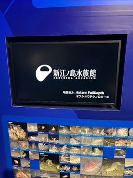 新江ノ島水族館に投稿された画像（2025/5/4）