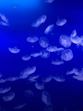 新江ノ島水族館に投稿された画像（2025/5/4）