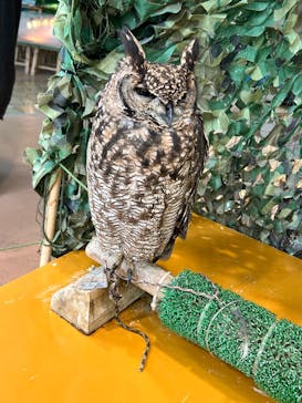 いきもの探検隊上尾に投稿された画像（2025/5/4）