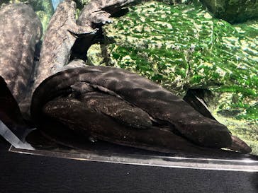 京都鉄道博物館×京都水族館に投稿された画像（2025/5/4）