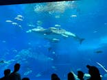 沖縄美ら海水族館に投稿された画像（2025/5/4）