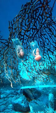 アクアワールド茨城県大洗水族館に投稿された画像（2025/5/4）