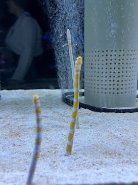 すみだ水族館に投稿された画像（2025/5/4）