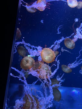 すみだ水族館に投稿された画像（2025/5/4）