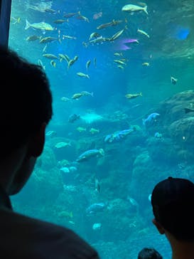 新江ノ島水族館に投稿された画像（2025/5/4）
