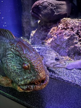 新江ノ島水族館に投稿された画像（2025/5/4）