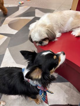 いぬカフェRio ゆめタウン佐賀店に投稿された画像（2025/5/4）