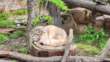 那須どうぶつ王国に投稿された画像（2025/5/4）