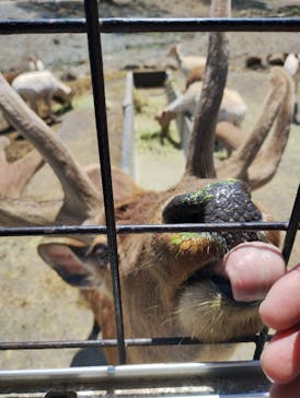 那須サファリパークに投稿された画像（2025/5/4）