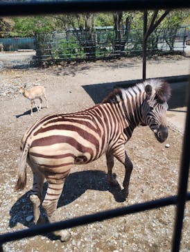 那須サファリパークに投稿された画像（2025/5/4）