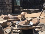 伊豆シャボテン動物公園に投稿された画像（2025/5/4）
