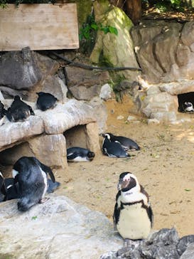 伊豆シャボテン動物公園に投稿された画像（2025/5/4）