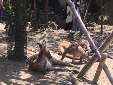 伊豆シャボテン動物公園に投稿された画像（2025/5/4）