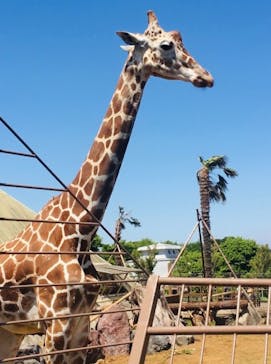 伊豆シャボテン動物公園に投稿された画像（2025/5/4）