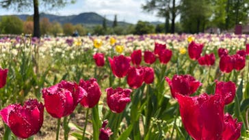 滋賀農業公園ブルーメの丘に投稿された画像（2025/5/4）