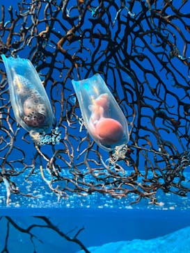 アクアワールド茨城県大洗水族館に投稿された画像（2025/5/4）