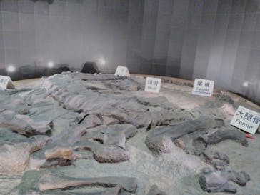 福井県立恐竜博物館に投稿された画像（2025/5/4）