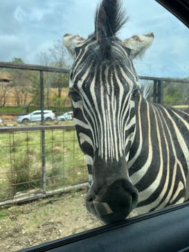 東北サファリパークに投稿された画像（2025/5/4）