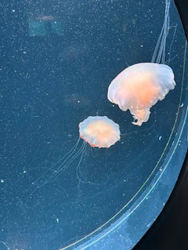 AOAO SAPPOROに投稿された画像（2025/5/4）