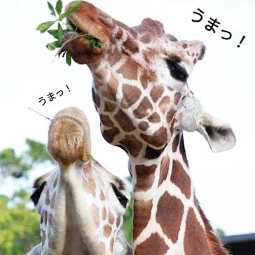 沖縄こどもの国に投稿された画像（2025/5/4）