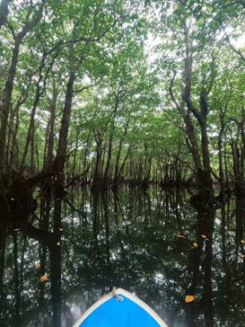 西表島 ADVENTURE PiPi（アドベンチャーピピ）に投稿された画像（2025/5/4）