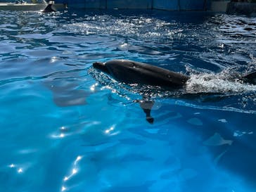 新江ノ島水族館に投稿された画像（2025/5/4）