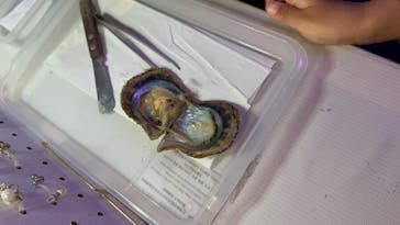 新江ノ島水族館に投稿された画像（2025/5/4）