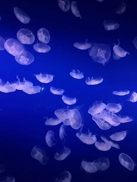 新江ノ島水族館に投稿された画像（2025/5/4）