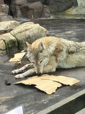 天王寺動物園に投稿された画像（2025/5/4）