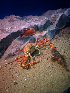 名古屋港水族館に投稿された画像（2025/5/4）