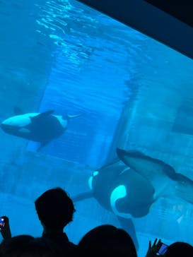 名古屋港水族館に投稿された画像（2025/5/4）