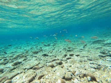 マーレ石垣島に投稿された画像（2025/5/4）