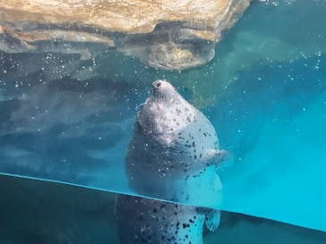 アクアワールド茨城県大洗水族館に投稿された画像（2025/5/4）