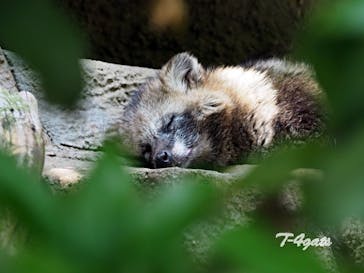 天王寺動物園に投稿された画像（2025/5/4）