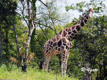 天王寺動物園に投稿された画像（2025/5/4）