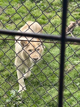 那須サファリパークに投稿された画像（2025/5/4）