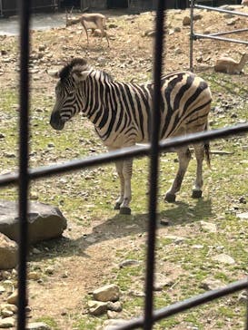 那須サファリパークに投稿された画像（2025/5/4）