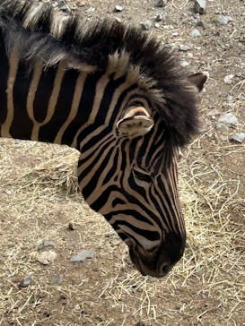 那須サファリパークに投稿された画像（2025/5/4）